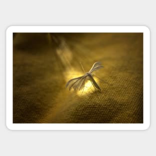 White Plume Moth Sticker